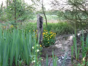 湿地，自然环境参观