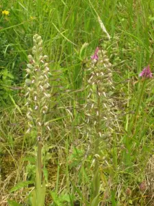 außergewöhnliche Flora auf dem Hügel St. Amador