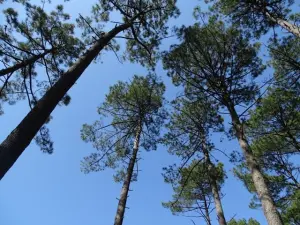 Maestosi pini delle Landes