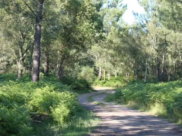 Foresta di Messanges - Sito naturale a Messanges