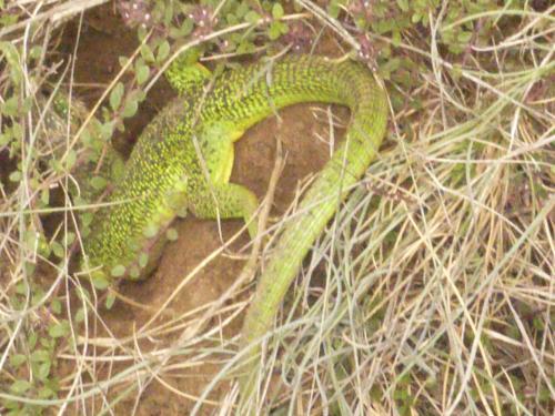 Meuzac - Green Lizard Meuzac