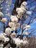 The almond trees in bloom