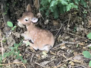 Cerbiatto in attesa di sua madre - Ecoparco della Valle dell'Asco