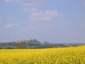 Monflanquin, rapeseed field