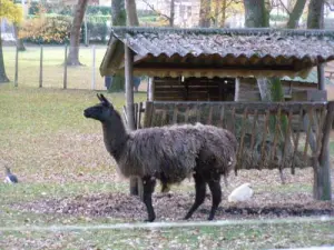 Animal salvaje Nahuques Parque