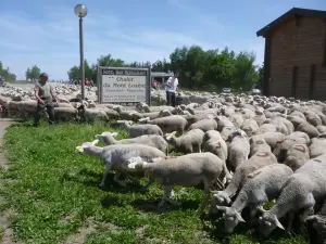 Transhumance des moutons sur le Mont Lozère