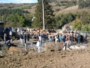 Viehzuchtmesse in Couderc