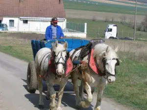 Draught horses en Rue de la Source en Champvallon