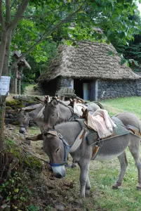 donkey ride during occasional entertainment