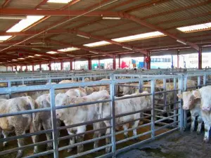 Marché au Cadran