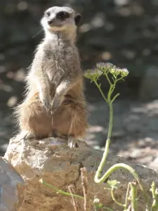 Parco Zoologico e Botanico di Mulhouse