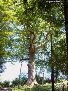The 300 year old oak