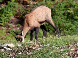 Chamois