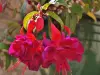 Fleurs