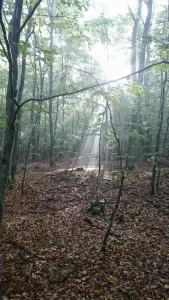 The forest end of September