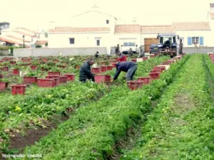 La riqueza de la isla, Bonnotte patata