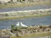 Rieuses gulls