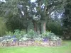 Noyal-Pontivy - Arbre de Rescourio