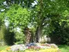 Noyal-Pontivy - Arbre de Rescourio