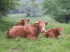 Cows limousines