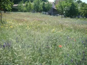 Prairie fleurie