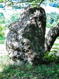 Stenen opgegroeid op een plaats genaamd Quimberg, gehucht Basses-Huttes (© JE)