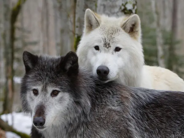 動物公園のMaison Des Loups - 娯楽施設のOrlu