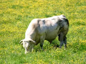 シャロレーBrionnaisの、世界的に有名な肉の中心に