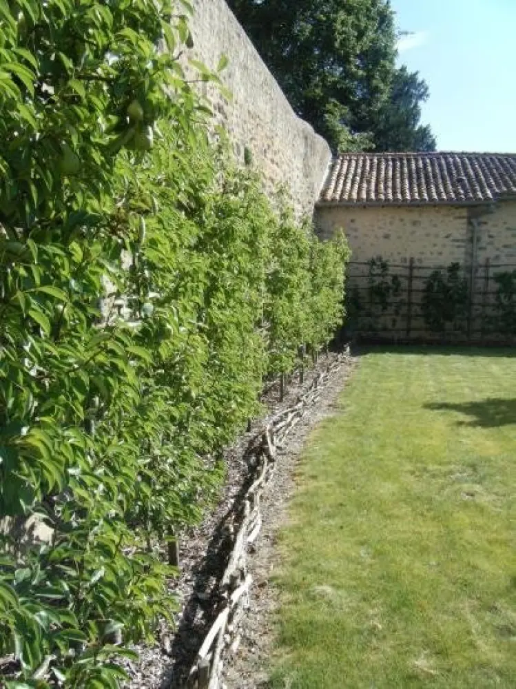 Parthenay - frutteto nel giardino medievale