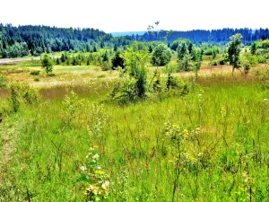 Pântano de turfa, sudeste do Étang Barchet (© JE)