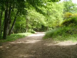 Cavalry path in the Grésigne forest