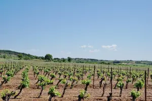 vineyards