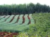 Onion Field-Manapany Nederland