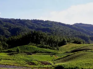 terrenos agrícolas de relé de Campos