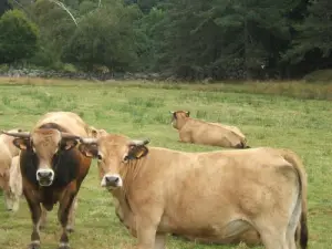 Vaches lozériennes