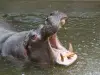 Hipopótamo - safári africano