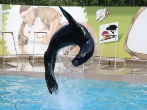 Sea Lion - African Safari