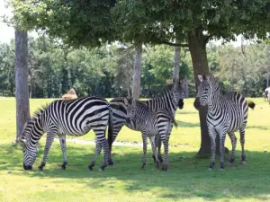 Zebras - African Safari