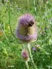 Teasel