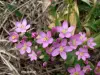 Small knapweed