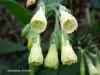 Oriental comfrey