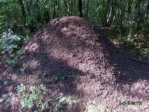 Fourmilière du Bois de Champ Larran