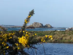 Laguna di Gouffre con ginestre