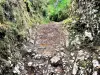 Ancient passage of the salt path, near the Pierre qui Vire (© Jean Espirat)