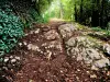 Traces de charroyage antique sur le chemin du sel, près de la Pierre qui Vire (© Jean Espirat)