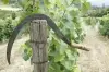 Clairette de Die vigna