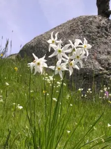 Saint-Maurice-de-Ventalon - Nel mese di giugno, il Monte Lozère è coperta di narcisi profumati