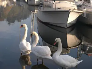 Cisnes no porto de Pontrieux