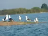 Seagulls and gulls, northern haven