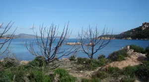 En suivant le littoral, on peut encore remarquer les traces d'un ancien incendie